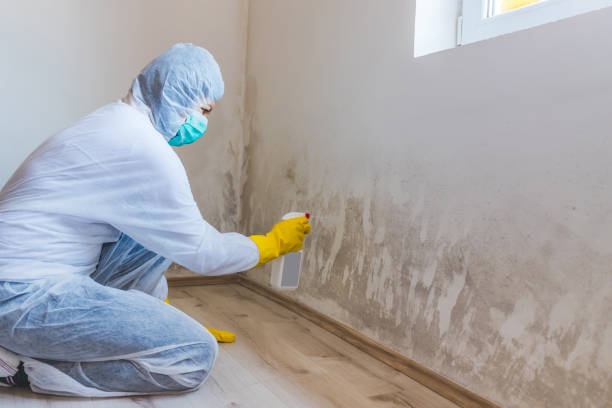 Licensed Black Mold Remediation service in Springfield, MN - Mold Remediation HQ