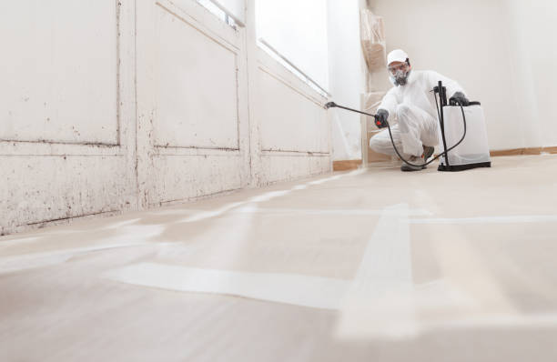 24/7 Emergency Black Mold Remediation experts in Springfield, MN