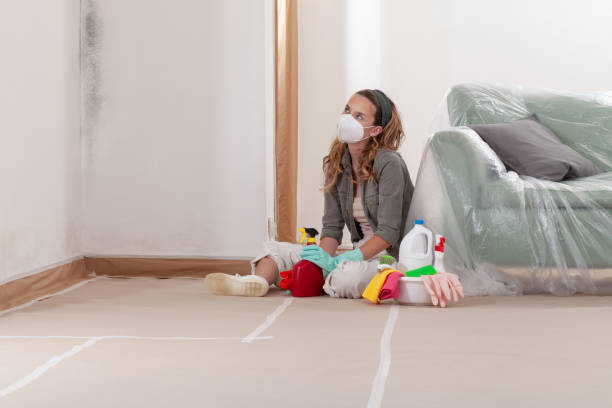 Reliable Black Mold Remediation contractor in Springfield, MN by Mold Remediation HQ
