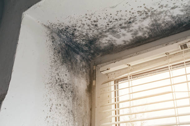 Affordable Black Mold Remediation solutions in Springfield, MN