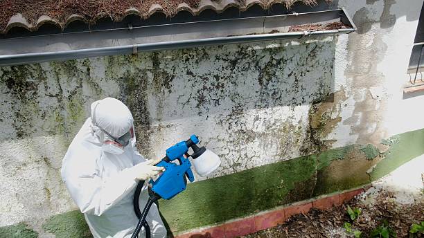 Top rated local Black Mold Remediation specialists in Springfield, MN